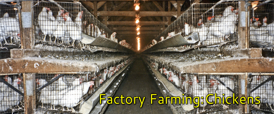 chicken factory farm