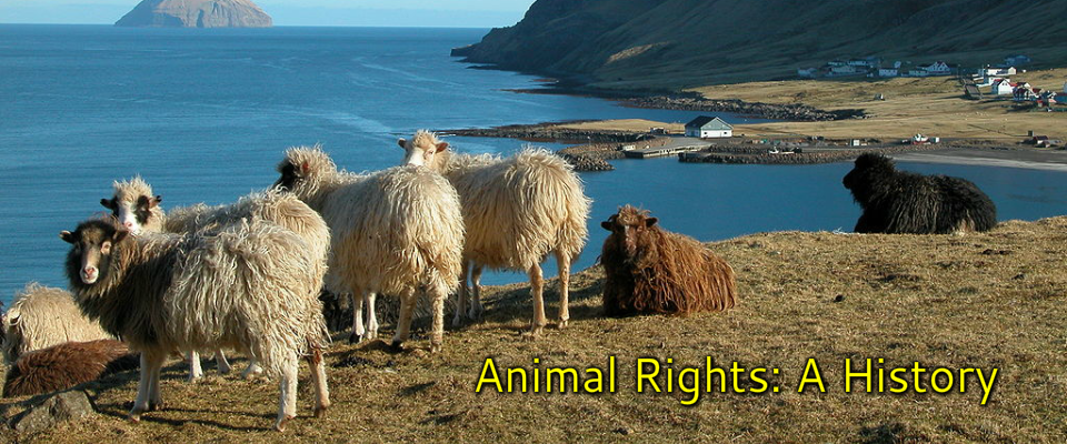 Animal Rights: A History - Think Differently About Sheep