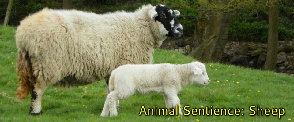 Animal Sentience: Sheep - Think Differently About Sheep
