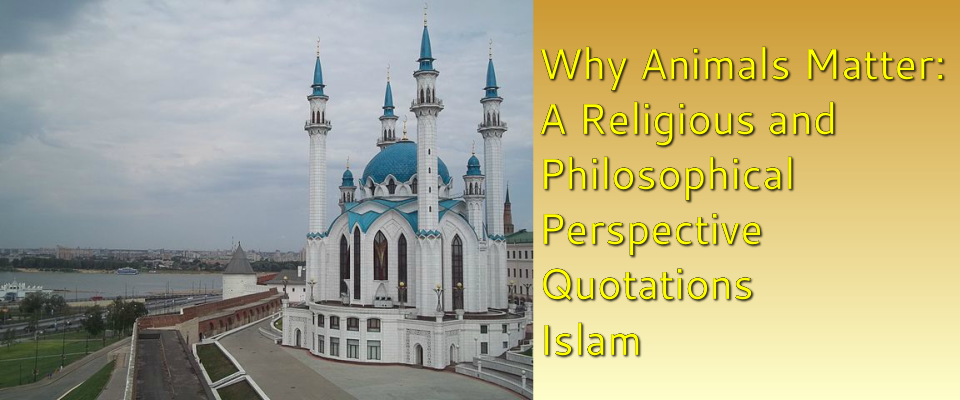 Why Animals Matter: A Religious and philosophical perspective Islam  Quotations - Think Differently About Sheep