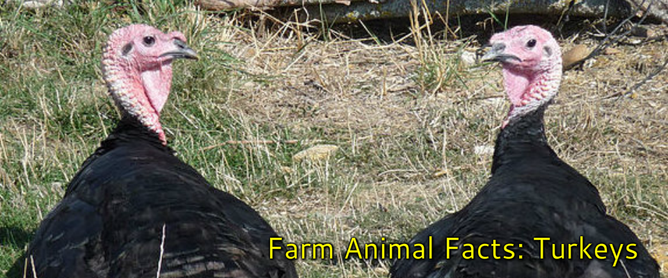 Farm Animal Facts: Turkeys - Think Differently About Sheep